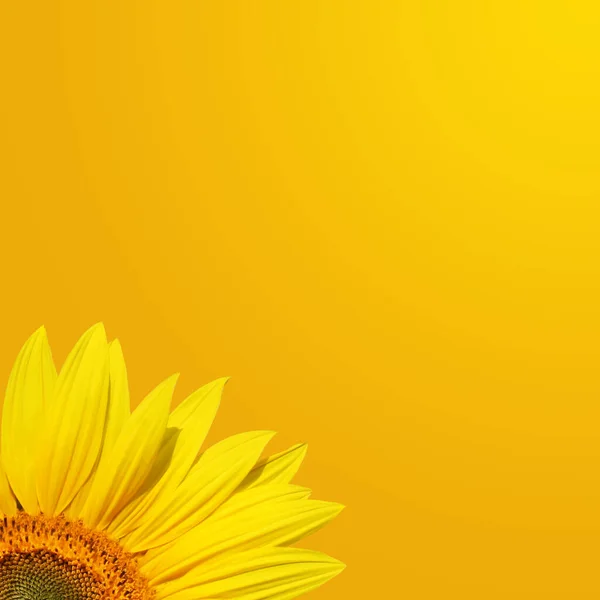 Nahaufnahme Frischer Sonnenblumen Vor Strahlend Blauem Himmel — Stockfoto
