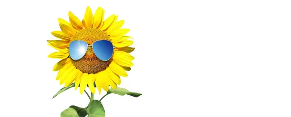 Girassol Isolado Com Óculos Sol Rosto Feliz — Fotografia de Stock