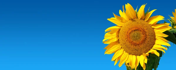 Nahaufnahme Frischer Sonnenblumen Vor Strahlend Blauem Himmel — Stockfoto