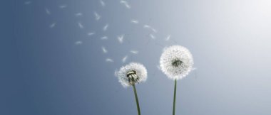 Karahindiba ile güzel rüya gibi bahar doğası arka planı