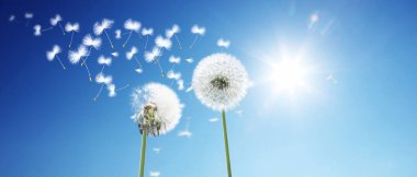 Karahindiba ile güzel rüya gibi bahar doğası arka planı