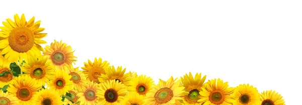 Zralé Slunečnice Žlutými Okvětními Lístky Tmavým Středem — Stock fotografie