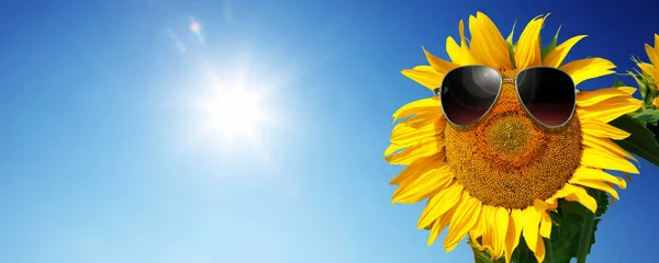 Sonnenblume Trägt Sonnenbrille Mit Sonnenblumenfeld Über Wolkenlosem Blauen Himmel Und — Stockfoto