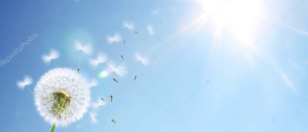 Beautiful dreamy spring nature background with dandelion