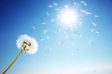 Karahindiba ile güzel rüya gibi bahar doğası arka planı