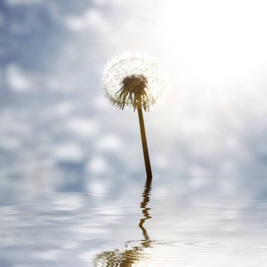 Karahindiba ile güzel rüya gibi bahar doğası arka planı