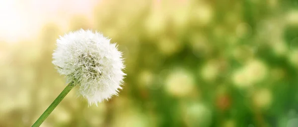 Mooie Dromerige Lente Natuur Achtergrond Met Paardebloem — Stockfoto