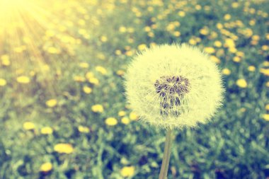 Karahindiba ile güzel rüya gibi bahar doğası arka planı