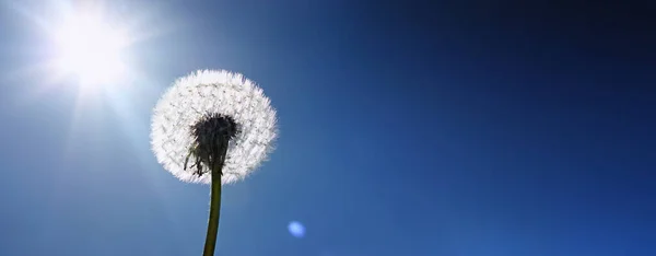 Hermoso Fondo Naturaleza Primavera Ensueño Con Diente León —  Fotos de Stock