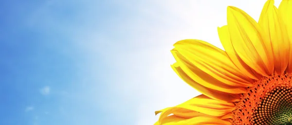 Nahaufnahme Frischer Sonnenblumen Vor Strahlend Blauem Himmel — Stockfoto