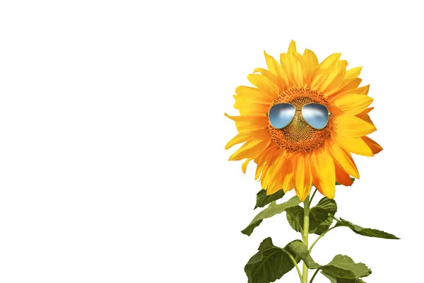 Tournesol Isolé Avec Lunettes Soleil Visage Heureux — Photo