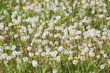 Karahindiba ile güzel rüya gibi bahar doğası arka planı