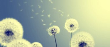 Karahindiba ile güzel rüya gibi bahar doğası arka planı