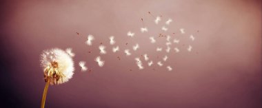 Karahindiba ile güzel rüya gibi bahar doğası arka planı