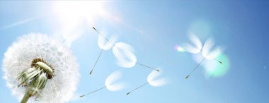 Karahindiba ile güzel rüya gibi bahar doğası arka planı