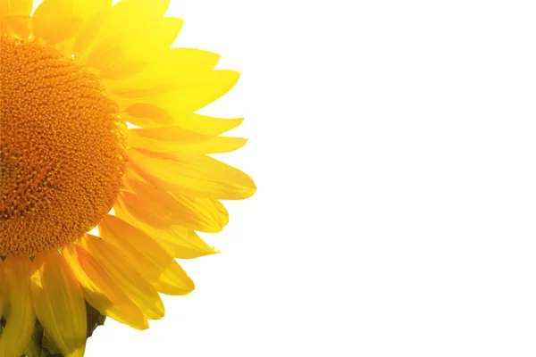 Reife Sonnenblume Mit Gelben Blütenblättern Und Dunkler Mitte — Stockfoto