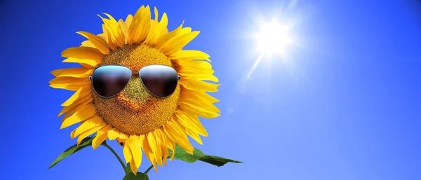Girassol Usando Óculos Sol Com Campo Girassol Sobre Céu Azul — Fotografia de Stock