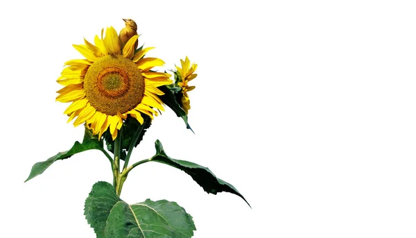 Zralé Slunečnice Žlutými Okvětními Lístky Tmavým Středem — Stock fotografie