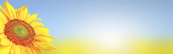 Крупный План Свежего Подсолнуха Фоне Ясного Голубого Неба — стоковое фото
