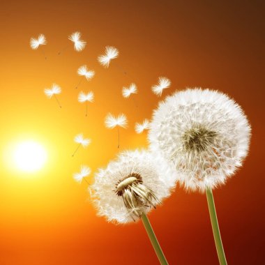 Karahindiba ile güzel rüya gibi bahar doğası arka planı