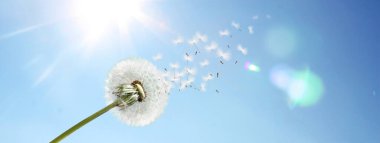 Karahindiba ile güzel rüya gibi bahar doğası arka planı