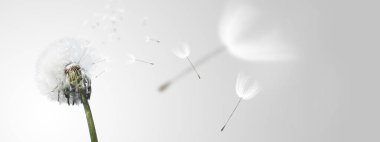 Güzel, rüya gibi bir bahar doğası.