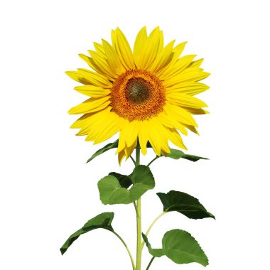 Olgun ayçiçeği, sarı yapraklar ve koyu ortası.