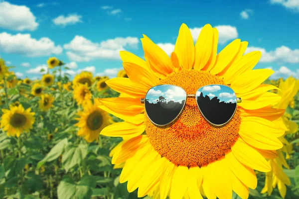 Girassol Usando Óculos Sol Com Campo Girassol Sobre Céu Azul — Fotografia de Stock