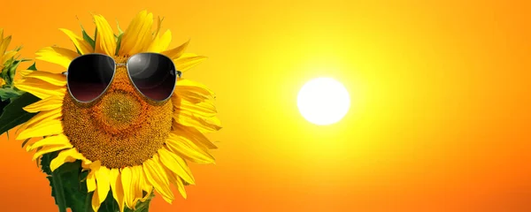 Zonnebloem Draagt Zonnebril Met Zonnebloemenveld Boven Bewolkte Blauwe Hemel Felle — Stockfoto