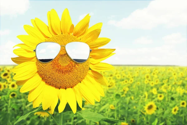 Girasol Con Gafas Sol Con Campo Girasol Sobre Cielo Azul — Foto de Stock