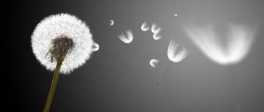 Siyah arkaplanlı güzel rüya gibi bir bahar.