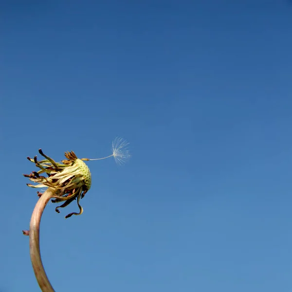 Прекрасный Сказочный Весенний Фон Одуванчиком — стоковое фото
