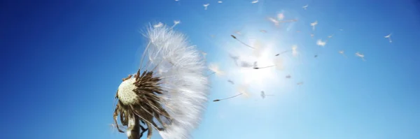 Hermoso Fondo Naturaleza Primavera Ensueño Con Diente León —  Fotos de Stock