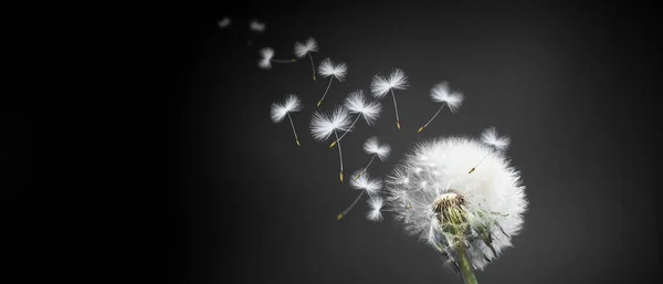 Bela Primavera Sonhadora Com Fundo Preto — Fotografia de Stock