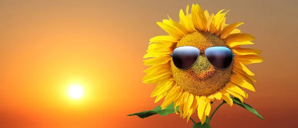 Sonnenblume Trägt Sonnenbrille Mit Sonnenblumenfeld Über Wolkenlosem Blauen Himmel Und — Stockfoto