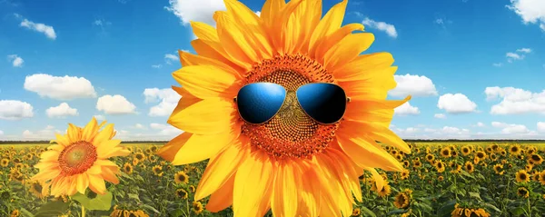 Girasol Con Gafas Sol Con Campo Girasol Sobre Cielo Azul — Foto de Stock