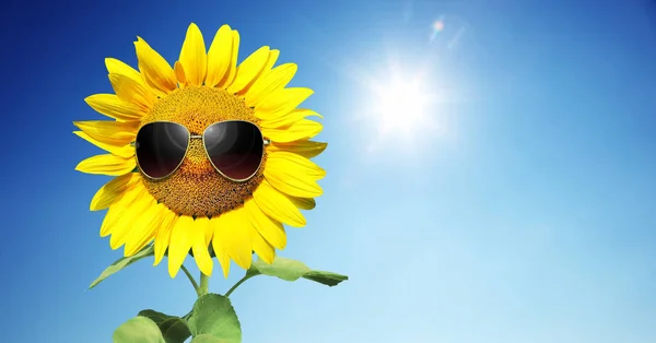 Sonnenblume Trägt Sonnenbrille Mit Sonnenblumenfeld Über Wolkenlosem Blauen Himmel Und — Stockfoto