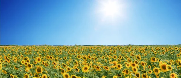 Gros Plan Sur Tournesol Frais Dans Ciel Bleu Clair — Photo