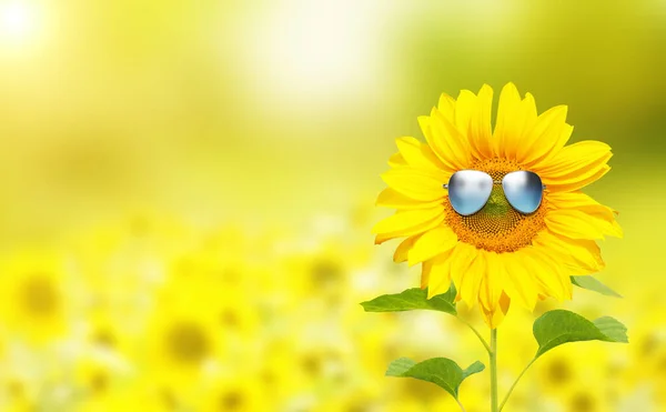 Sonnenblume Trägt Sonnenbrille Mit Sonnenblumenfeld Über Wolkenlosem Blauen Himmel Und — Stockfoto