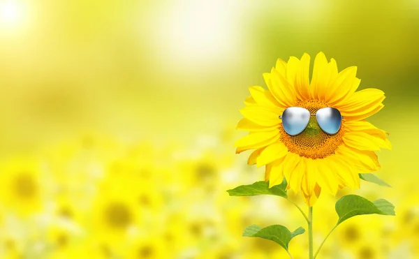 Girasol Con Gafas Sol Con Campo Girasol Sobre Cielo Azul — Foto de Stock