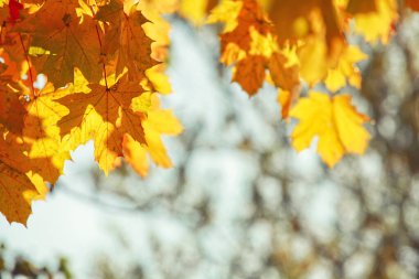 Sarı ve kırmızı yapraklı güzel sonbahar arkaplanı.
