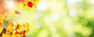 Sarı ve kırmızı yapraklı güzel sonbahar arkaplanı.