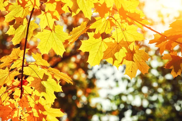 Mooie Herfst Achtergrond Met Gele Rode Bladeren — Stockfoto