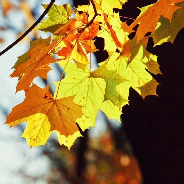 Mooie Herfst Achtergrond Met Gele Rode Bladeren — Stockfoto