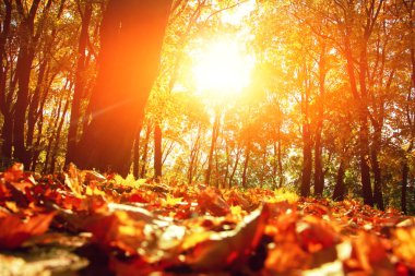 Sarı ve kırmızı yapraklı güzel sonbahar arkaplanı.