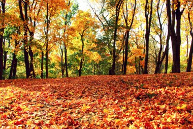 Sarı ve kırmızı yapraklı güzel sonbahar arkaplanı.
