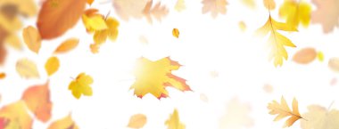 Sarı ve kırmızı yapraklı güzel sonbahar arkaplanı.