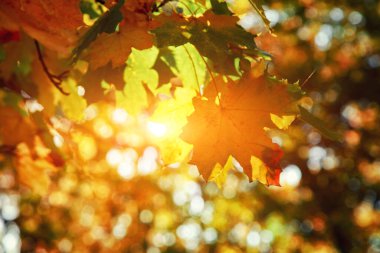 Sarı ve kırmızı yapraklı güzel sonbahar arkaplanı.