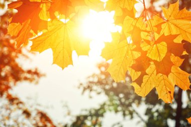 Sarı ve kırmızı yapraklı güzel sonbahar arkaplanı.