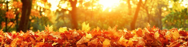 Mooie Herfst Achtergrond Met Gele Rode Bladeren — Stockfoto